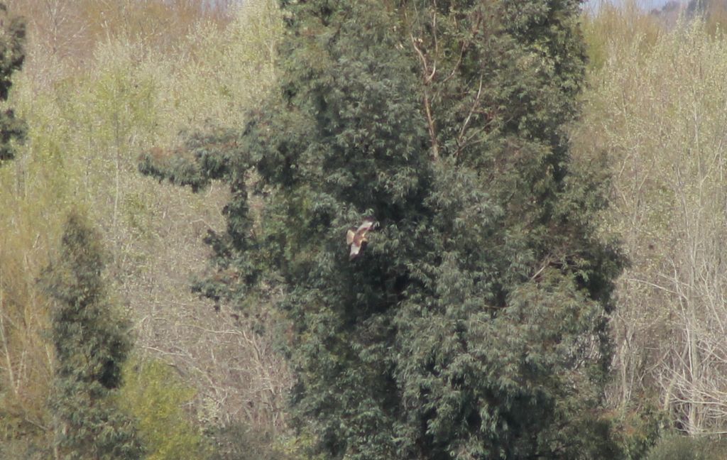 Identificazione rapace, grazie!!!
